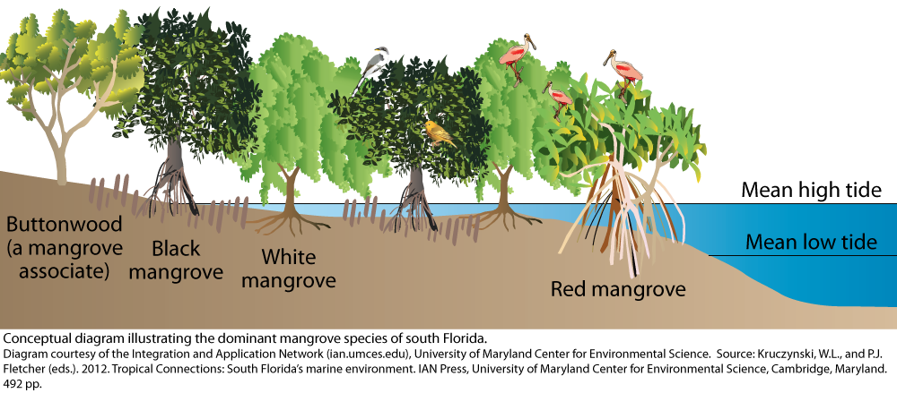 Figure 1. Three Dominant mangrove species in South Florida and their zonation.